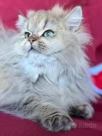 Gatto British Long Hair cuccioli