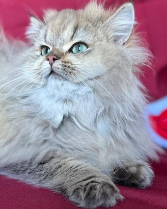 Gatto British Long Hair cuccioli