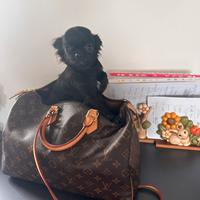 Chihuahua pl piccolissimi