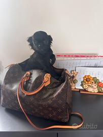 Chihuahua pl piccolissimi