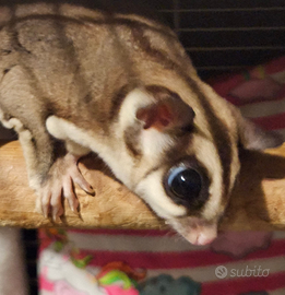 Petauro dello zucchero