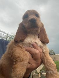 Cocker Spaniel