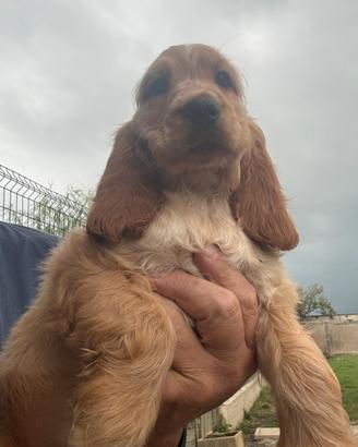 Cocker Spaniel