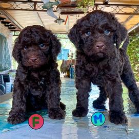 Lagotto Romagnolo