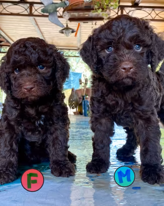 Lagotto Romagnolo