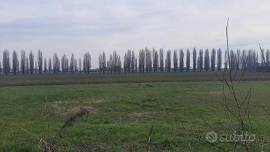 Terreno di 5000 m² a Candiana