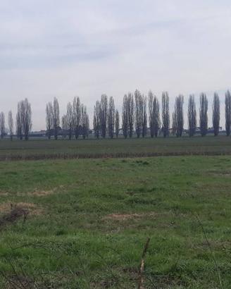 Terreno di 5000 m² a Candiana