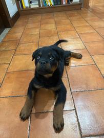 Cucciola Rottweiler