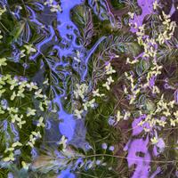 Piante facilissime da allevare