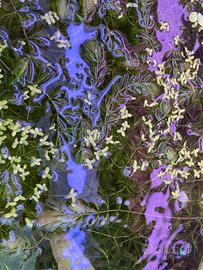 Piante facilissime da allevare