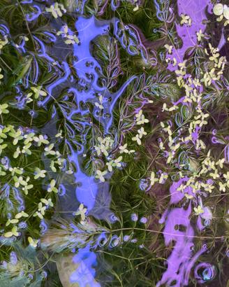 Piante facilissime da allevare