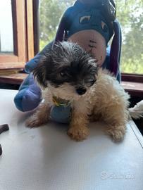 Yorkshire terrier biewer