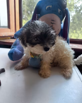 Yorkshire terrier biewer