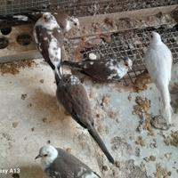 Tortorelle diamantine bianche e pezzate