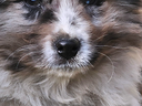 Border collie cucciolo pedigree