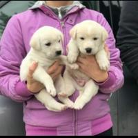 Cuccioli maremmano/labrador