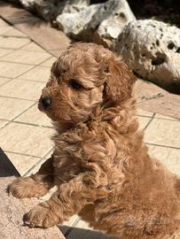 Cucciolo barboncino toy albicocca