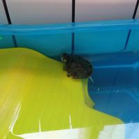 Tartaruga Acqua 5 cm (mangime in omaggio)