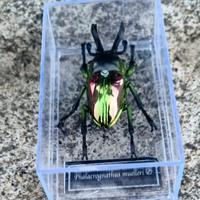Modellino insetto replica Scarabeo arcobaleno Phal