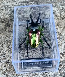 Modellino insetto replica Scarabeo arcobaleno Phal