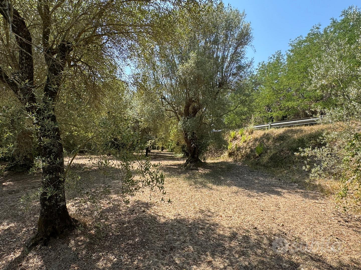 Vendita ULIVETO in Carinola - Vista 5