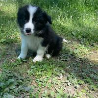 Cuccioli border collie pedigree alta genealogia