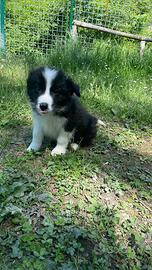 Cuccioli border collie pedigree alta genealogia
