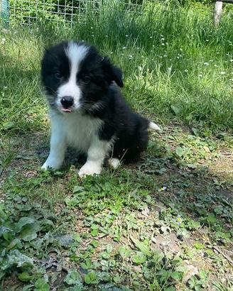 Cuccioli border collie pedigree alta genealogia