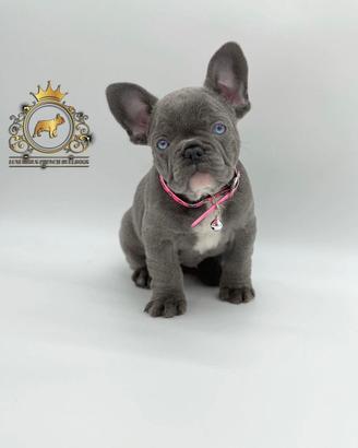 Luxurious French Lélite del bulldog francese