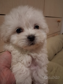 Cucciola Maltese