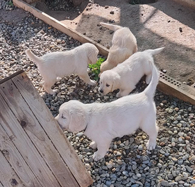 Cuccioli di Golden retriever inglesi