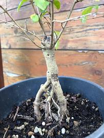 Prebonsai Ligustro Ovalifolium