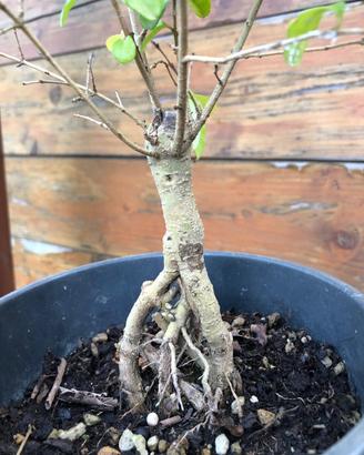 Prebonsai Ligustro Ovalifolium