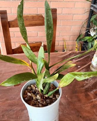 Orchidee