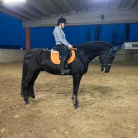 Cavallo italiano