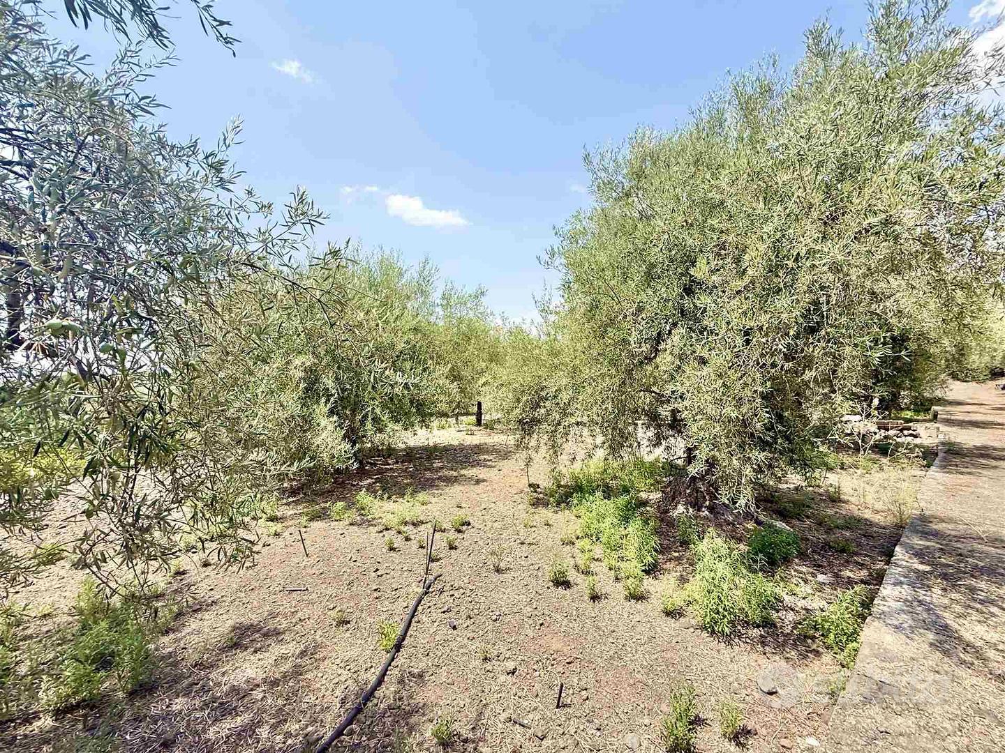 Rif.GL387- terreno agricolo santa maria di licodi - Vista 5
