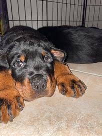 Ciccioli Rottweiler
