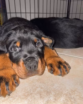 Ciccioli Rottweiler
