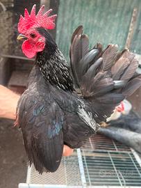 Gallo sherama