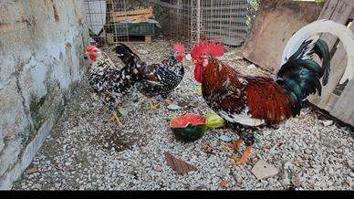 Galline millefiori di Lonigo
