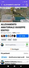 Cocorite Animali Esotici Pappagalli Uccelli Volati