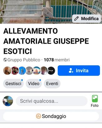 Cocorite Animali Esotici Pappagalli Uccelli Volati