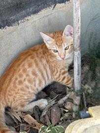 Gattini