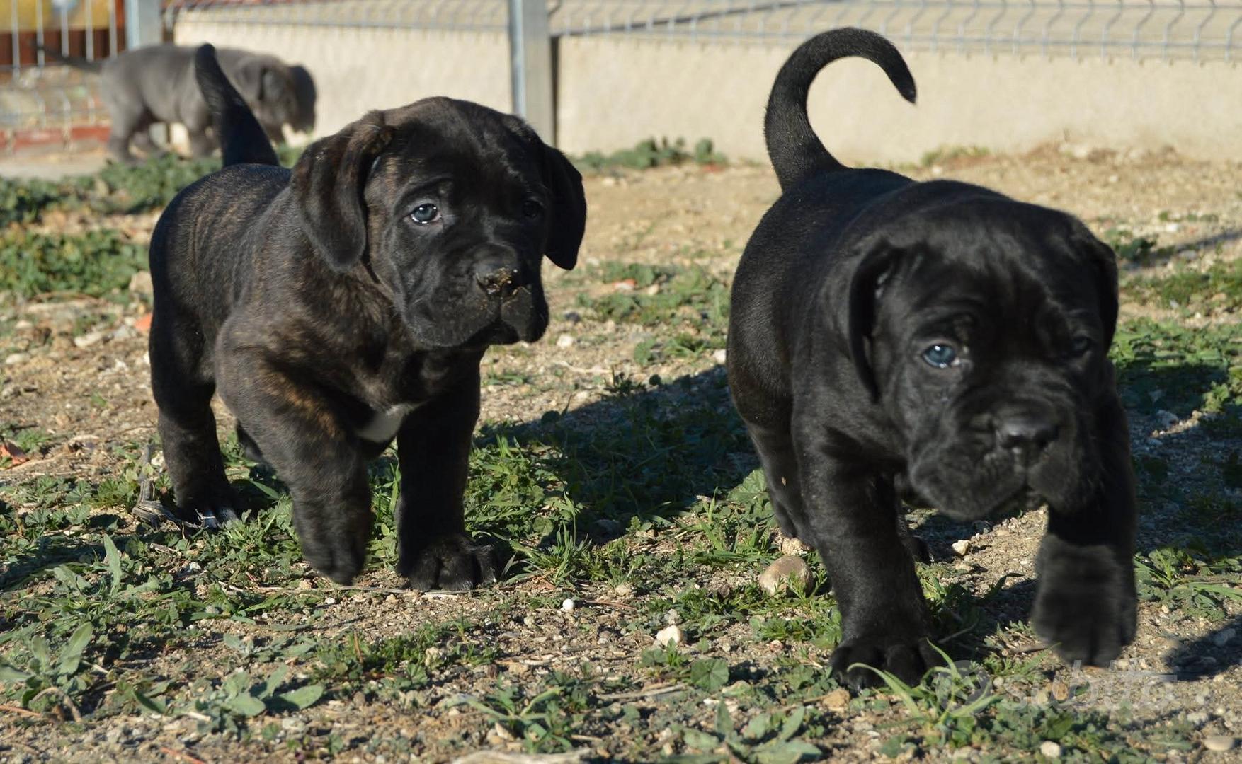 cuccioli cane corso - Animali In vendita a Roma