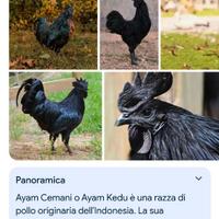 Gallo e galline Ayam Cemani