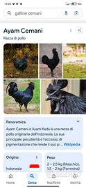 Gallo e galline Ayam Cemani