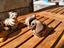 Immagine 4