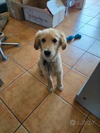 Golden retriever americana