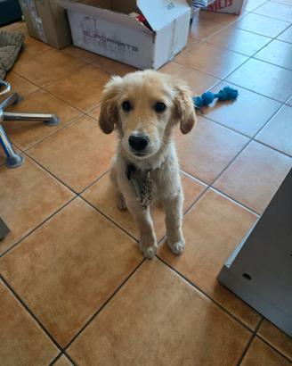 Golden retriever americana