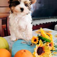 Biewer terrier fammina 3 mes